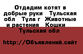 Отдадим котят в добрые руки - Тульская обл., Тула г. Животные и растения » Кошки   . Тульская обл.